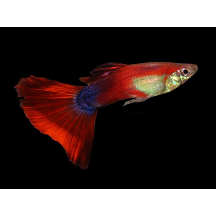Guppy Poecilia reticulata maroon red mascul - imagine 3